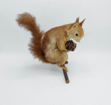 Red Squirrel - Taxidermie volledige montage - Sciurus, Nieuw