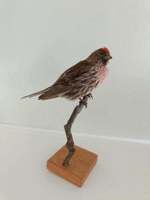 Gewone roodpiek Taxidermie volledige montage - Acanthis, Verzamelen, Dierenverzamelingen