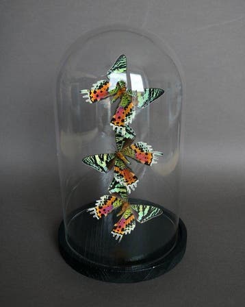 Vlinder Taxidermie volledige montage - Urania ripheus - 28, Nieuw