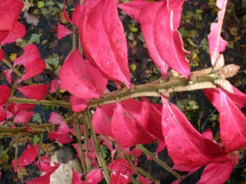 Euonymus alatus, kardinaalsmuts met vierkante takken, Tuin en Terras, Ophalen of Verzenden, In pot, Overige soorten, Minder dan 100 cm