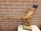 Ringnek Fazant Taxidermie volledige montage - Phasianus, Nieuw