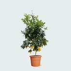 Green Bubble - CL40DS210 Citrus Lemon - 200cm - Ø38 cm, Tuin en Terras, Planten | Tuinplanten, Ophalen of Verzenden