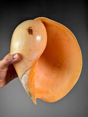 Giant Melo Shell Zeeschelp - Melo broderipii (Zonder, Verzamelen, Nieuw