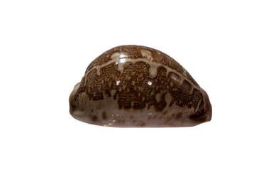 Zeldzame Landkaartkauri (Cypraea mappa) | Verzamelaarsobject, Verzamelen, Nieuw