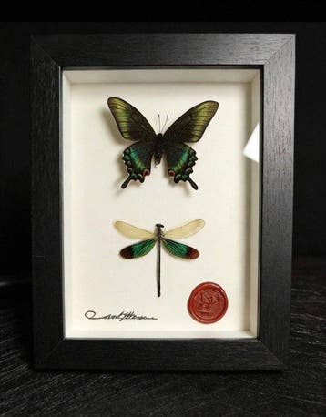 Vlinder- en libellenexemplaren Taxidermie replica montage -