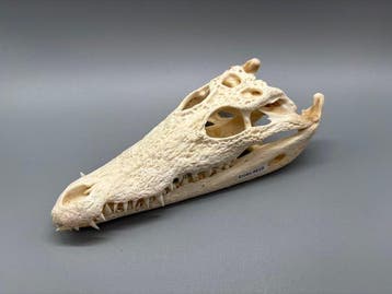 Nijlkrokodil Schedel van een reptiel - Crocodylus niloticus, Verzamelen, Dierenverzamelingen, Nieuw