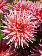 Dahlia Alain Mimoun (roze, Dahlia’s kopen?), Ophalen of Verzenden