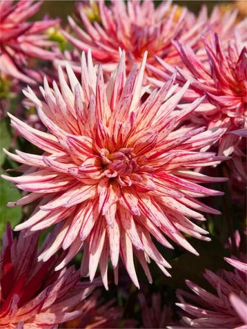 Dahlia Alain Mimoun (roze, Dahlia’s kopen?), Tuin en Terras, Bloembollen en Zaden, Ophalen of Verzenden