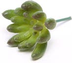 Latex Succulent Groen Rood 6,5 cm per stuk, Ophalen of Verzenden, Nieuw