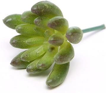 Latex Succulent Groen Rood 6,5 cm per stuk, Ophalen of Verzenden, Nieuw