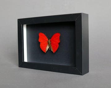 Vlinder Taxidermie volledige montage - Cymothoe sangaris -, Nieuw