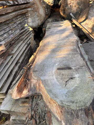 9X Boomstambladen, complete partij 540,- REF 801, Doe-het-zelf en Verbouw, Nieuw, Ophalen of Verzenden, 250 tot 300 cm, Plank