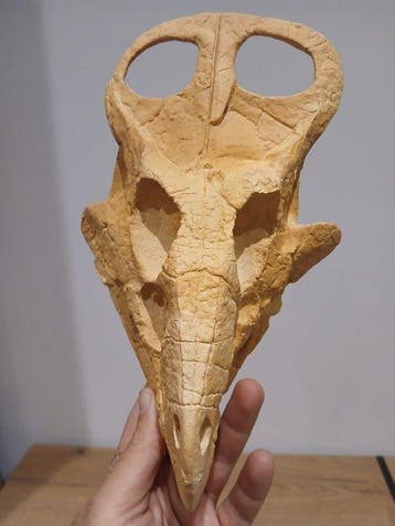 Replica van de schedel van een jonge Protoceratops -