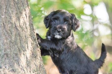prachtige middelgrote boomer  x tibetaanse pups, Parvo, Nederland, 8 tot 15 weken, Meerdere