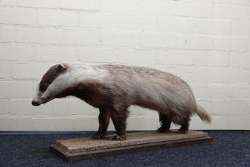 Common Badger - full-body standing mount - Bot - Meles meles, Nieuw