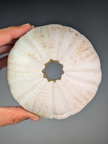 Extra groot zee-egel-specimen (Ø~13,5 cm) Zeeschelp -, Nieuw