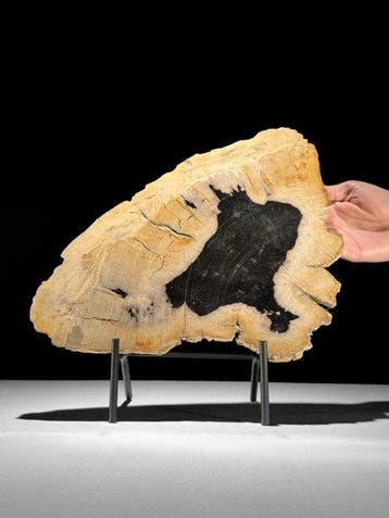 Prachtige snede van versteend hout op een op maat gemaakte