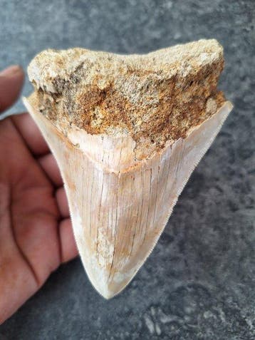 Megalodon - Fossiele tand - 10.4 cm - 8 cm