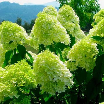 Pluimhortensia Limelight container (P17) Sierplanten, Verzenden, Hortensia, Struik