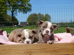 Old English Bulldog pups!  | Hartelijk Welkom.!, Parvo, Nederland, 8 tot 15 weken, Bulldog