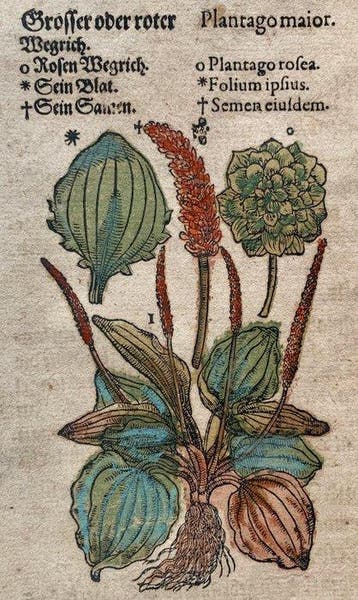Pietro Andrea Mattioli - Contemporary hand-coloured leaf