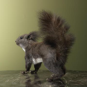 Japanse Lis Eekhoorn Taxidermie Opgezette Dieren By Max, Ophalen of Verzenden, Nieuw, Wild dier, Opgezet dier