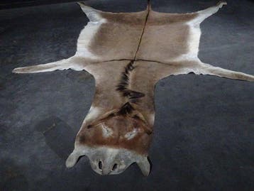 African Donkey Skin - Taxidermie wandmontage - Equus, Nieuw