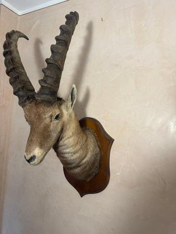 Steenbok Taxidermie volledige montage - Capra ibex - 85 cm -, Nieuw