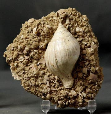 Uitzonderlijke fossiele schelp - op originele matrix -