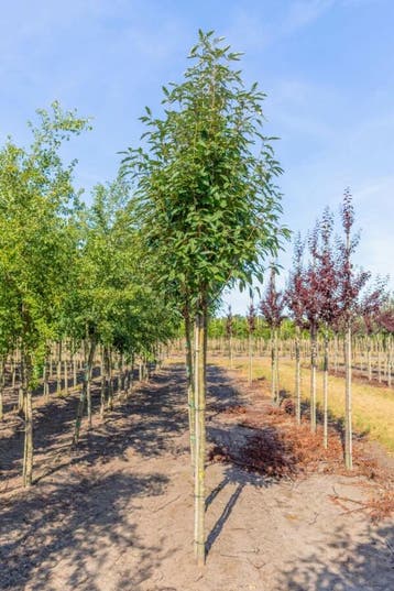 Sorbus x thuringiaca Fastigiata hoogstam