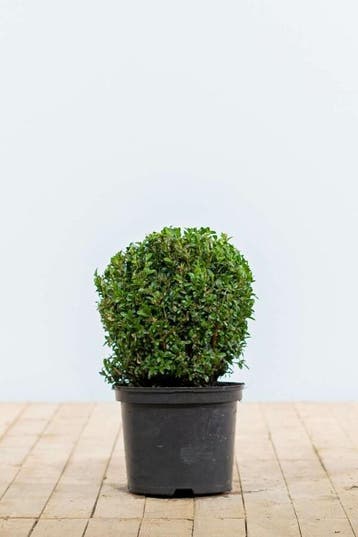 Buksbomen / Buxusbol 20-30 cm - Kluit, Tuin en Terras