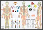 Anatomie poster meridianen en vijf elementen (NL, EN, DU..., Nieuw