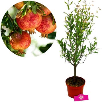 granaatappel Punica granatum Greek red + Pot 1, Verzenden, Volle zon