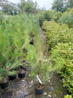 Pinus nigra nigra Oostenrijkse den in pot 80  cm €7,50, Ophalen of Verzenden, In pot, Overige soorten