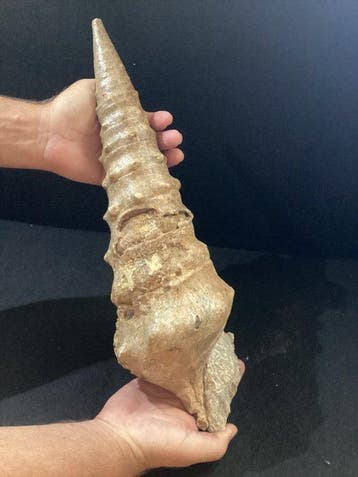 Gasteropode fossiele schelp Campanile Lachesis, ca. 47 cm,