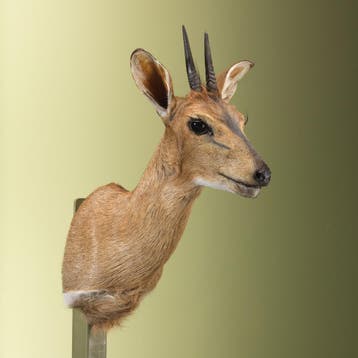 Duiker Taxidermie Opgezette Dieren By Max, Ophalen of Verzenden, Nieuw, Wild dier, Opgezet dier