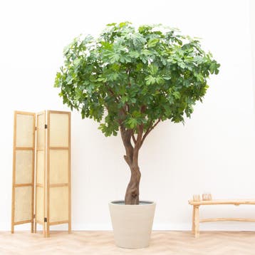 Green Bubble - Kunstplant Vijgenboom - 250cm - Ø, Ophalen of Verzenden, Nieuw, Binnen