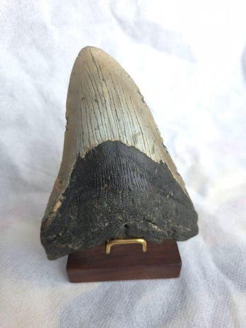 Silvery colored Megalodon tooth - Fossiele tand - Otodus
