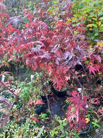 Japanse esdoorn Acer palmatum Atropurpureum 15cm pot 40-60, Ophalen of Verzenden, Esdoorn, Struik