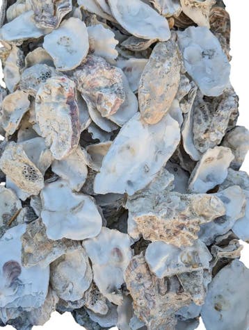 Oesterschelpen biologisch watercleaned 8–13 cm 8 stuks, Ophalen of Verzenden, Nieuw
