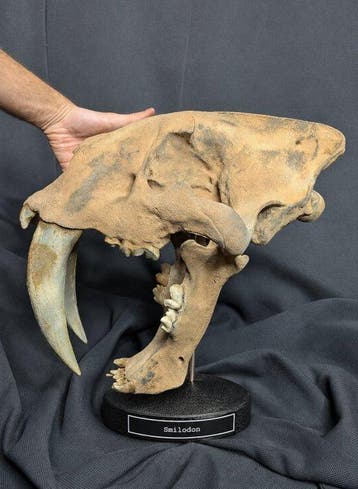 Fossiele schedel - Smilodon saber-toothed cat - Museum-Grade