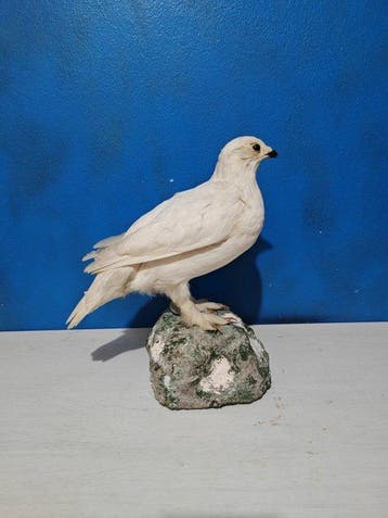 Noordse witte patrijs Taxidermie volledige montage - Lagopus, Nieuw