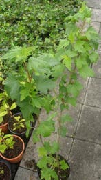 aalbes wit rood zwart kruisbes framboos blauwe bes fruit, Tuin en Terras, Ophalen of Verzenden, In pot