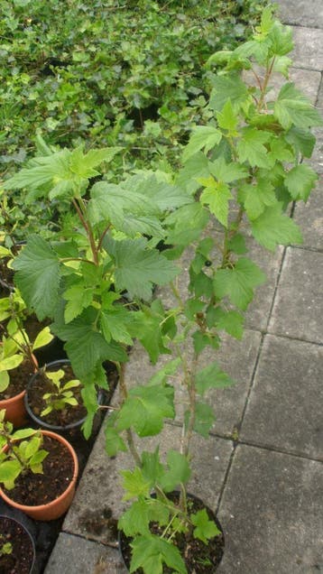 aalbes wit rood zwart kruisbes framboos blauwe bes fruit, Ophalen of Verzenden, In pot