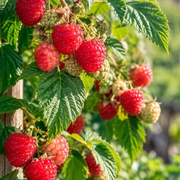 Framboos ‘Lowberry Little Sweet Sister’ groenachtig wit,, Verzenden