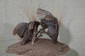roodsnavel frankolijn Schedel - Numida meleagris - 65 cm -, Nieuw