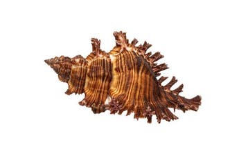 Stekelslak $$$ Verzamelobject Taxidermie wandmontage -