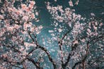 Viet Ha Tran - Sakura season II (Framed), Antiek en Kunst