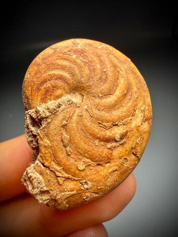 Aturia sp. Nautiloïde fossiel - Gefossiliseerde schelp -, Verzamelen