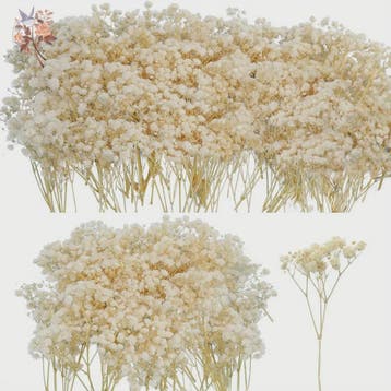 Gedroogde Mini Gipsenkruid Bloemen (100 stuks) - DIY Decorat, Huis en Inrichting, Verzenden, Nieuw